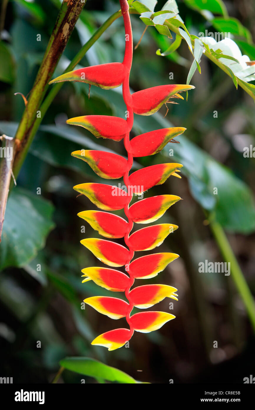 Heliconia (Heliconia Rostrata), blühend, Roatan, Honduras, Karibik, Mittelamerika, Lateinamerika Stockfoto