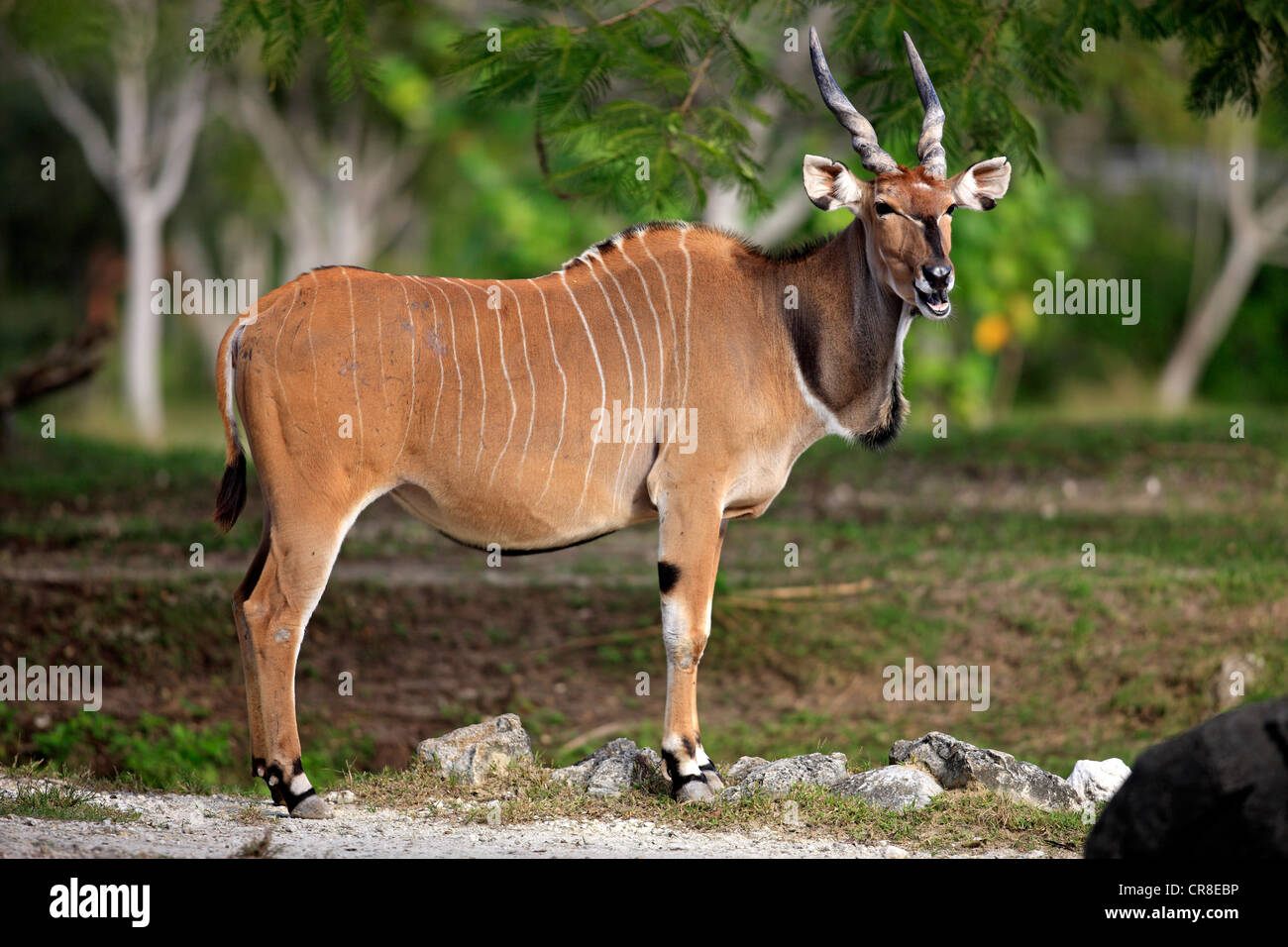 Eland (Tauro Oryx), Erwachsene, Afrika Stockfoto