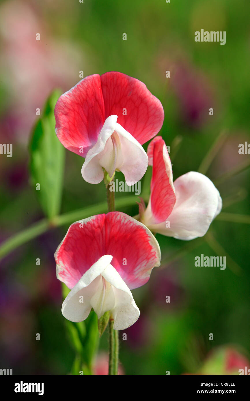 Duftende Platterbse (Lathyrus man), Blumen, Kalifornien, USA Stockfoto