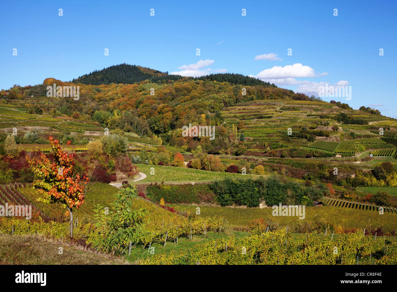 Kaiserstuhl Weinbaugebiet in der Nähe von Boetzingen im Herbst, Mt Eichelspitze, 520m, am Rücken, Baden-Württemberg, Deutschland, Europa Stockfoto