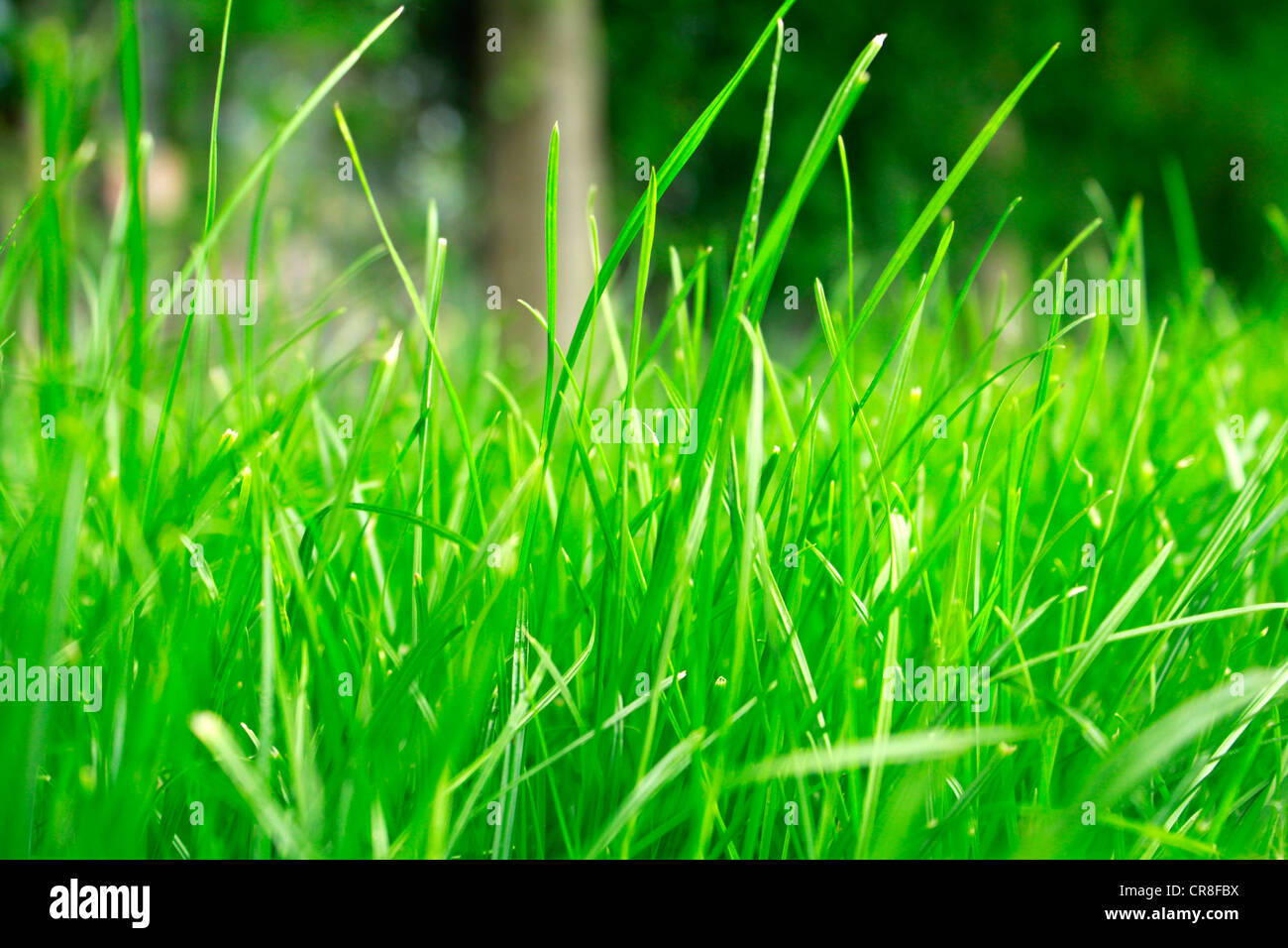 grünen Rasen hautnah Stockfoto