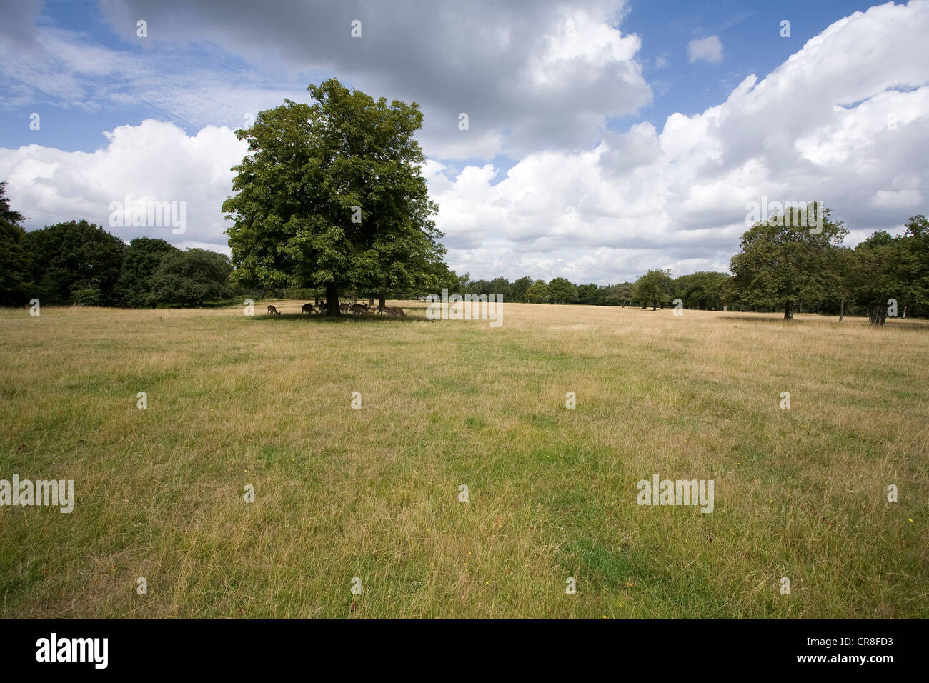 Wiese im Richmond Park, London, UK Stockfoto