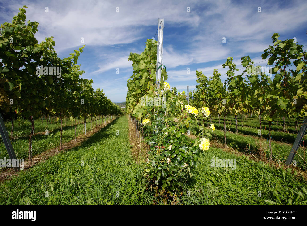 Rosenbusch, gepflanzt an Pilzbefall frühzeitig Bio Weinbau, Staufen Im Breisgau Stockfoto