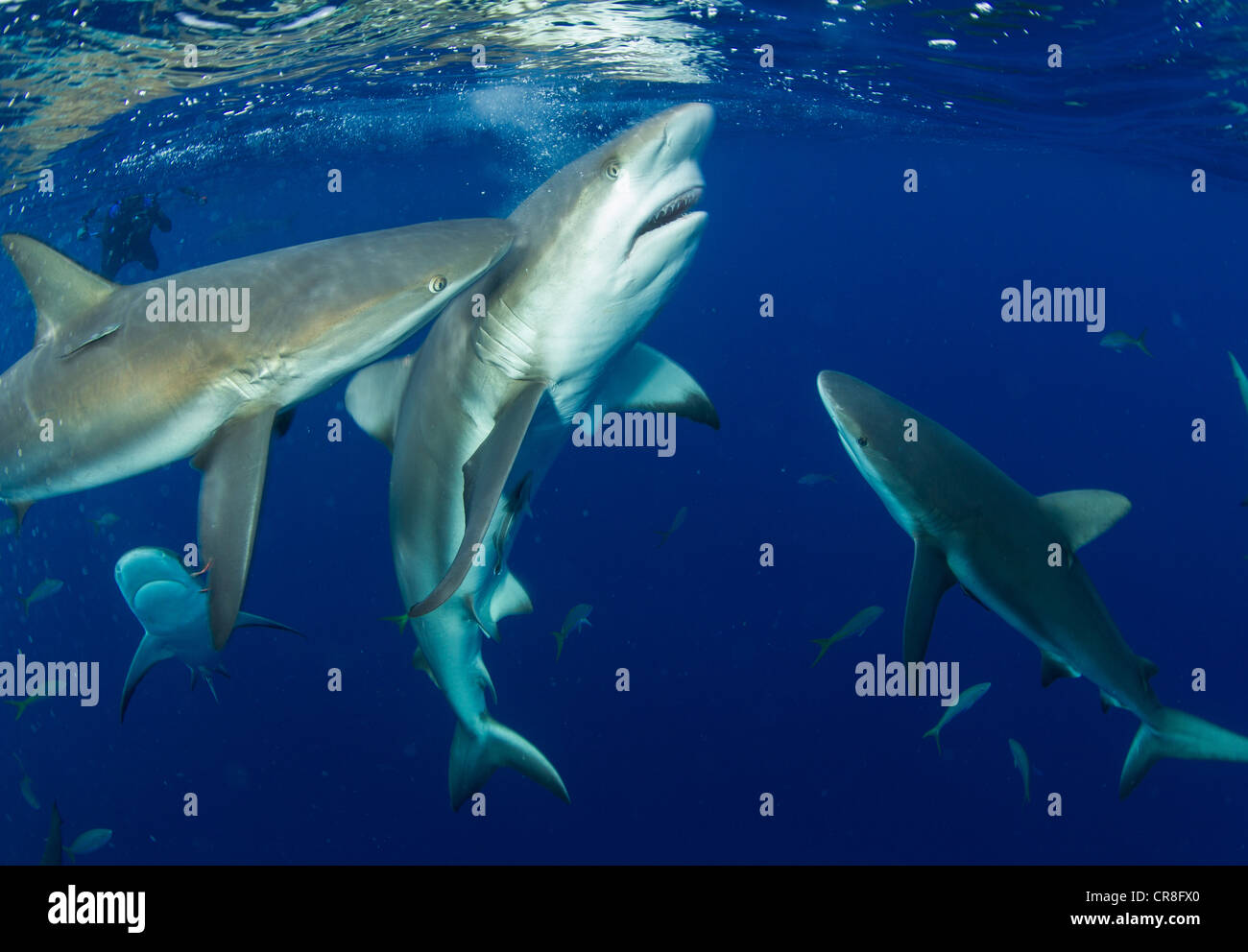 Karibische Riffhaie Fütterung Stockfoto