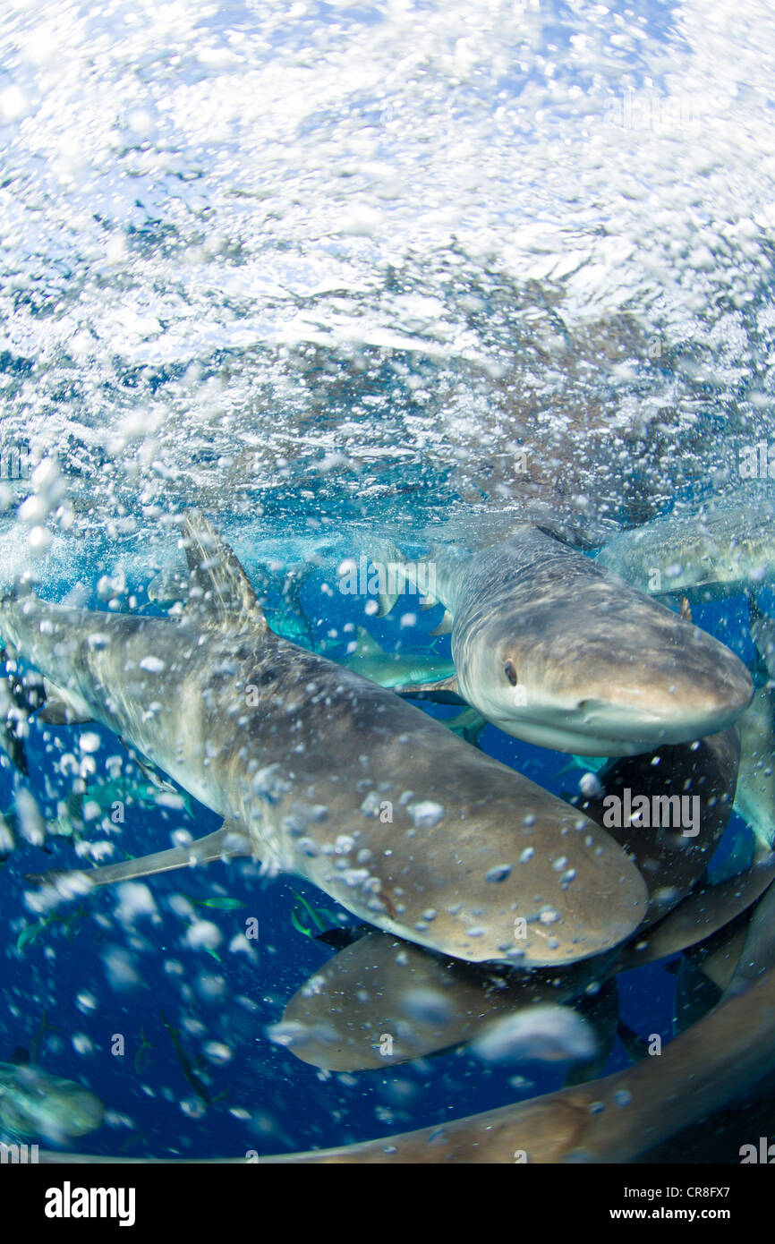 Rausch der Karibische Riffhaie Stockfoto