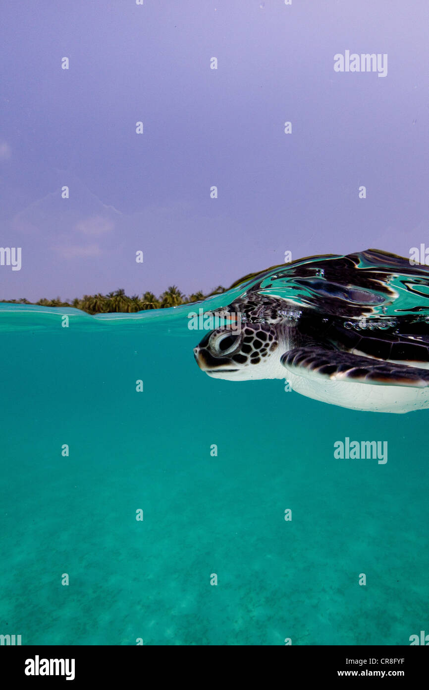 Juvenile grüne Meeresschildkröte Stockfoto