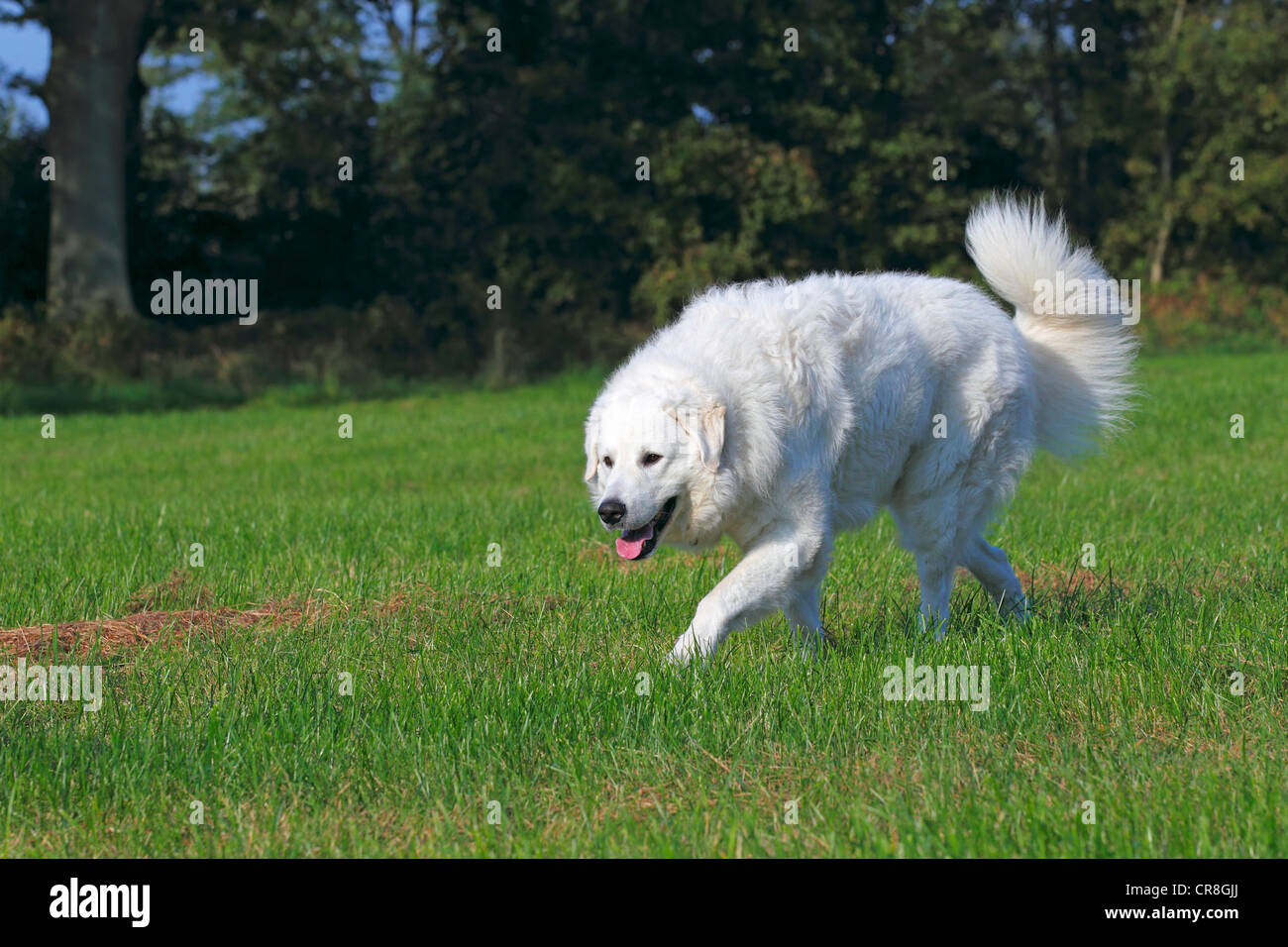 Ungarische Kuvasz (Canis Lupus Familiaris), männlicher Hund laufen, Wachhund Stockfoto