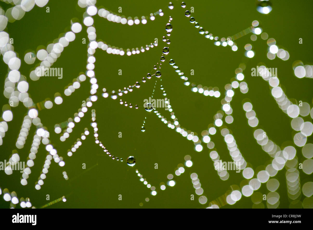 Tautropfen auf Spinnennetz. Stockfoto