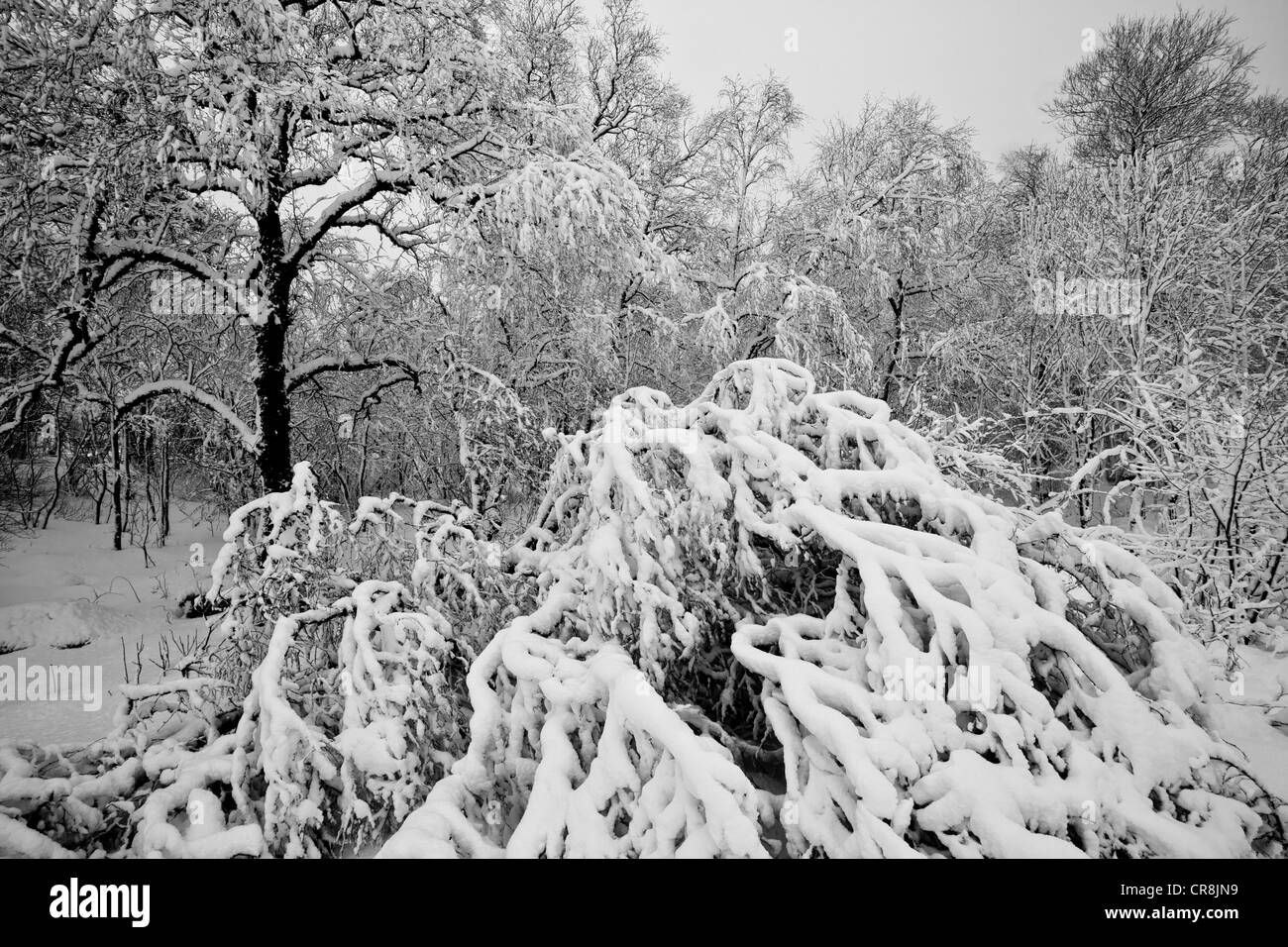 Schneebedeckte Bäume im Tal Romsdalen, Rauma Kommune, Møre Og Romsdal, Norwegen. Stockfoto