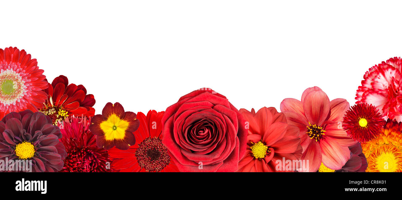 Blume Kollektion rot lila gelb rosa weiss set Dahlien Chrysanthemen Gänseblümchen Zinnie Strawflower Kornblume Nelke osteosperm Stockfoto
