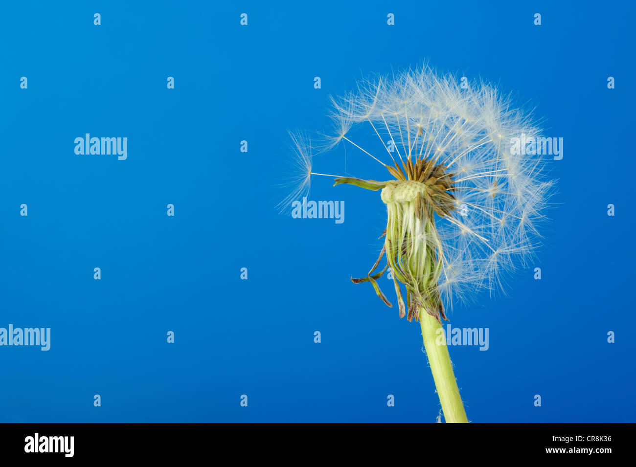 Löwenzahn mit teilweise Samen. Detailliertes Bild einer Blume Stockfoto