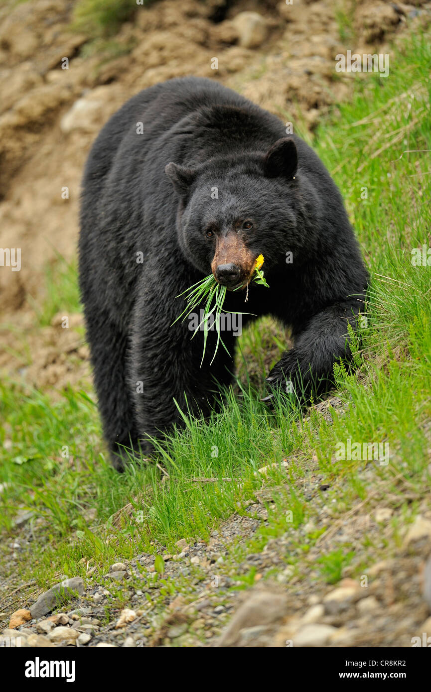 Amerikanische Schwarzbären (Ursus Americanus) Futter für Löwenzahn und Rasen im Frühling, E.C. Manning Provincial Park, BC, Kanada Stockfoto