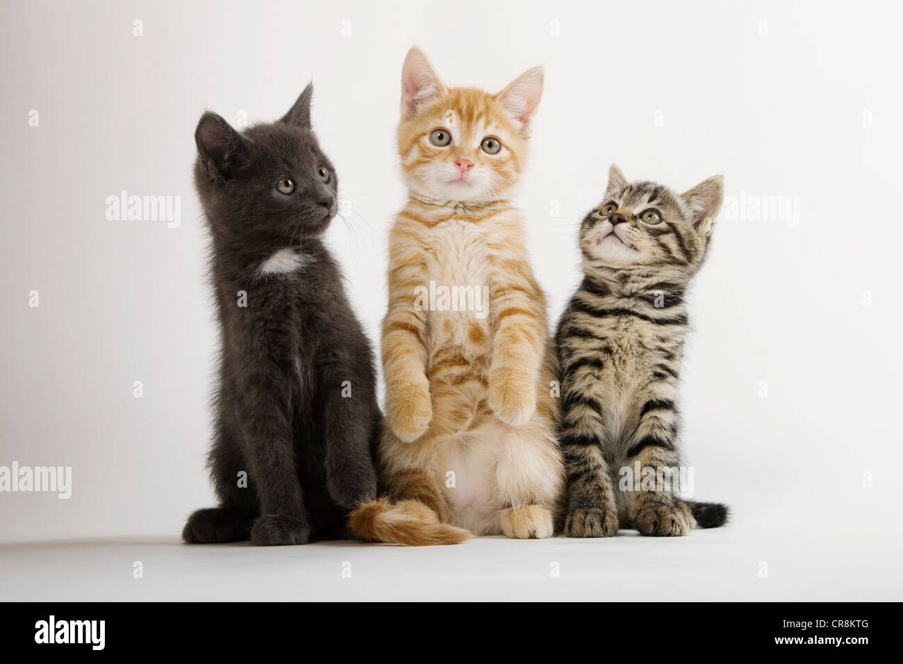 Drei Kätzchen sitzen Stockfoto