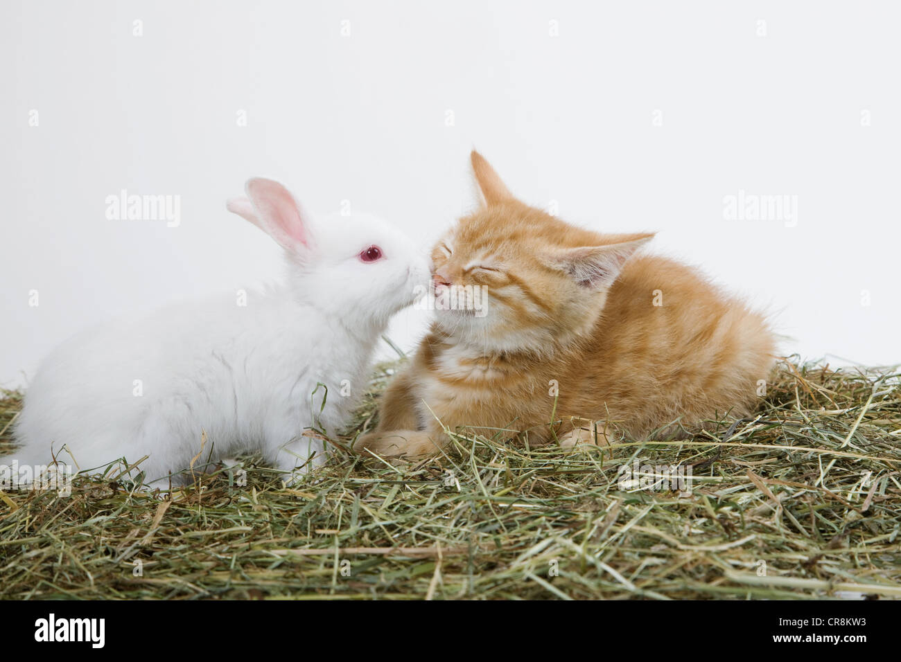 Ingwer-Kätzchen und Kaninchen Stockfoto