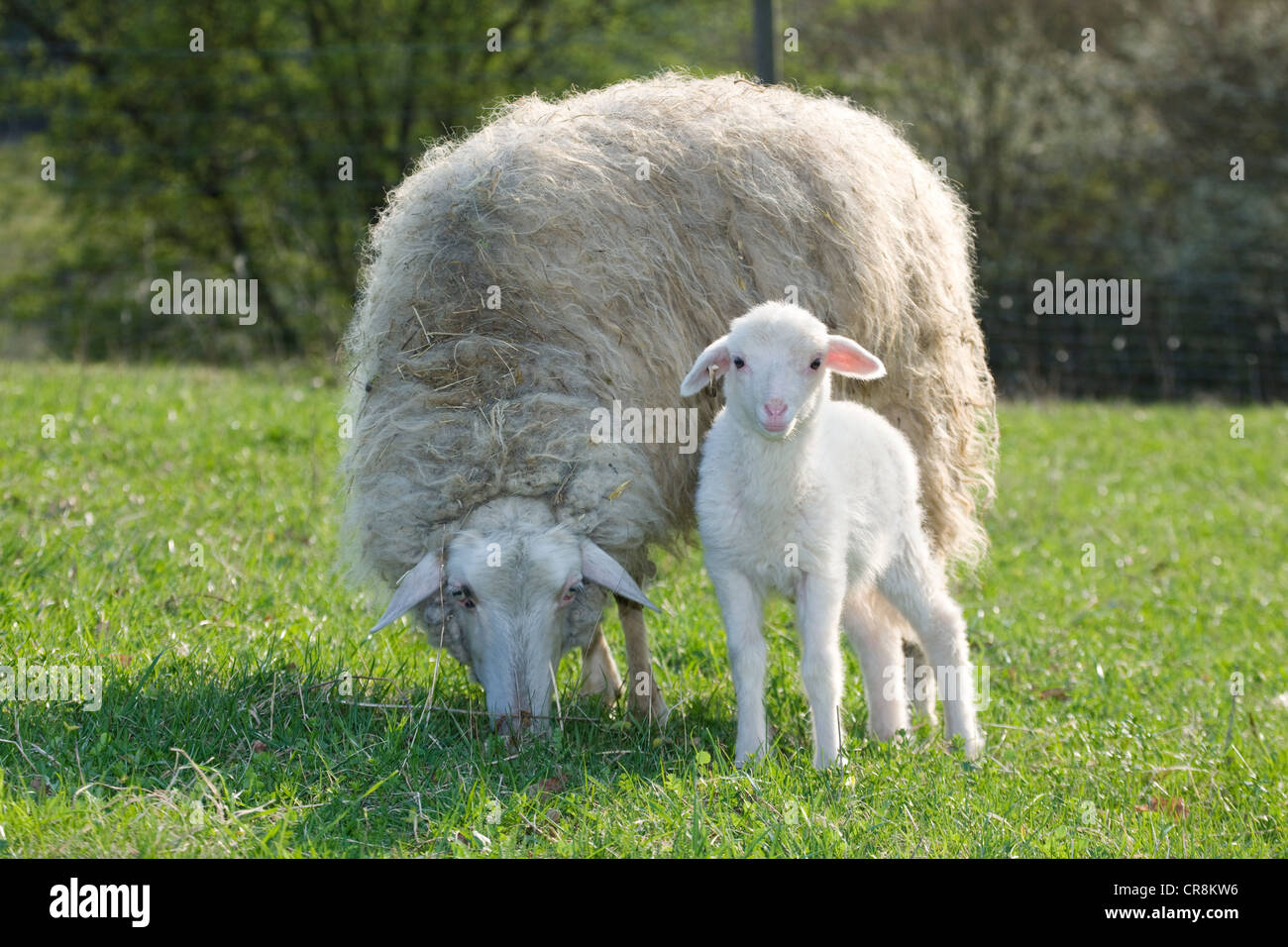 Lamm und Schaf Stockfoto