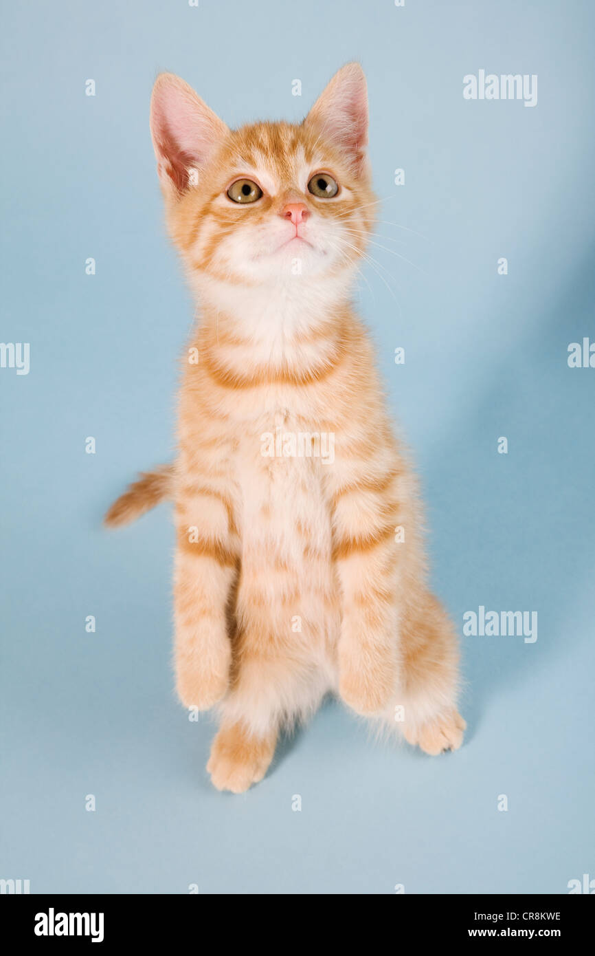 Katze stehend am hinteren Beine Stockfoto