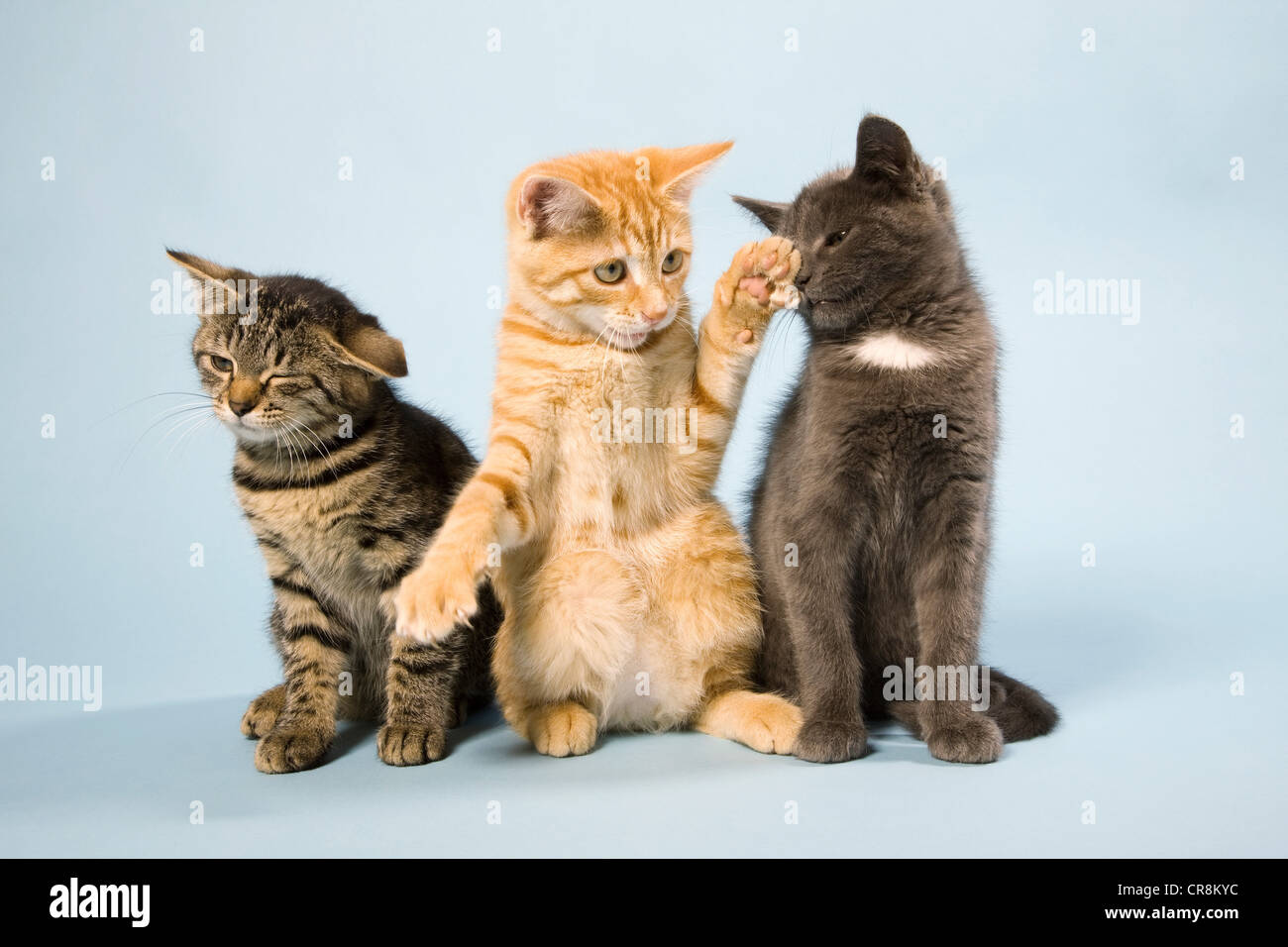 Drei Katzen Stockfoto