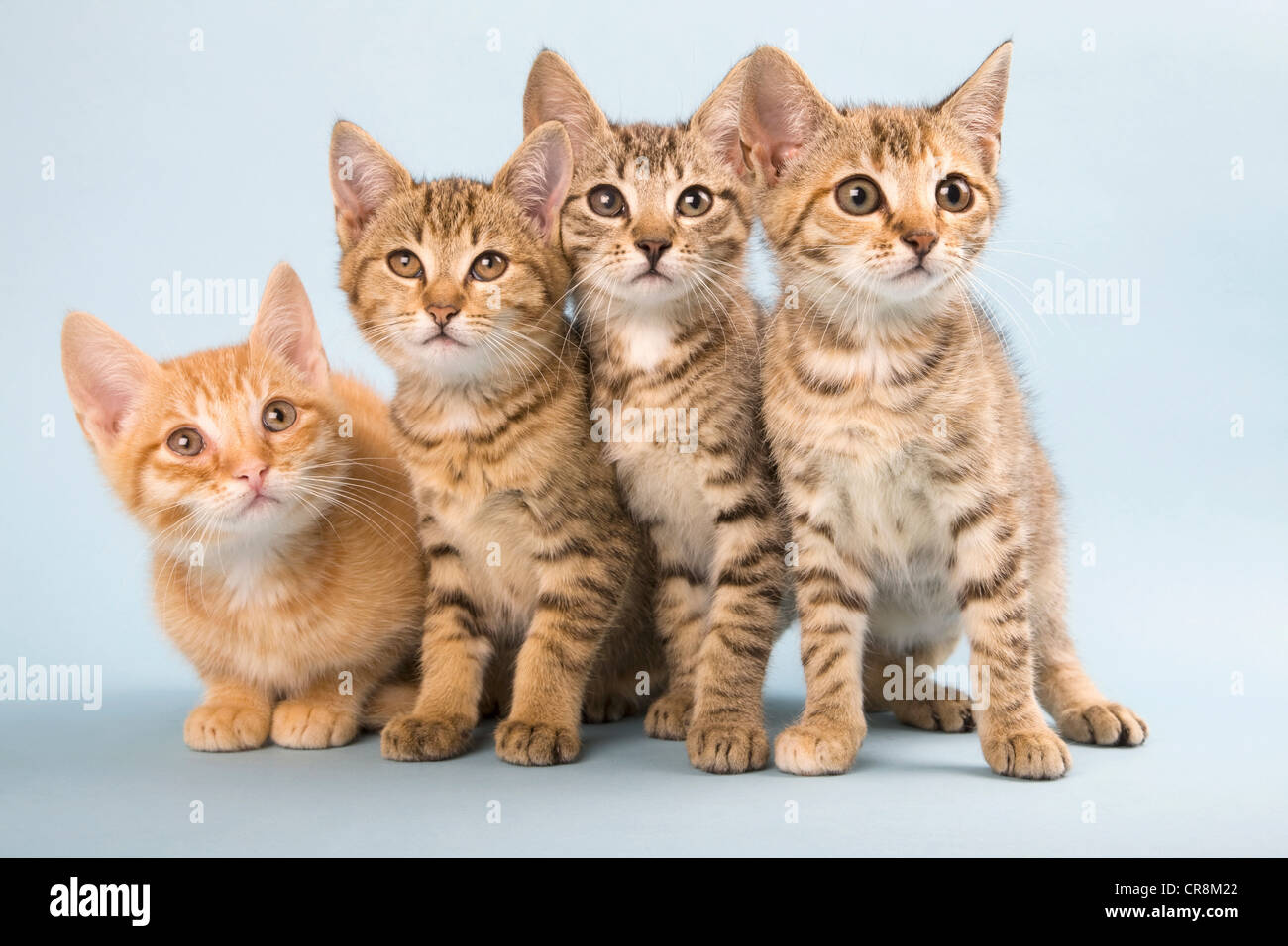 Vier Katzen nebeneinander Stockfoto