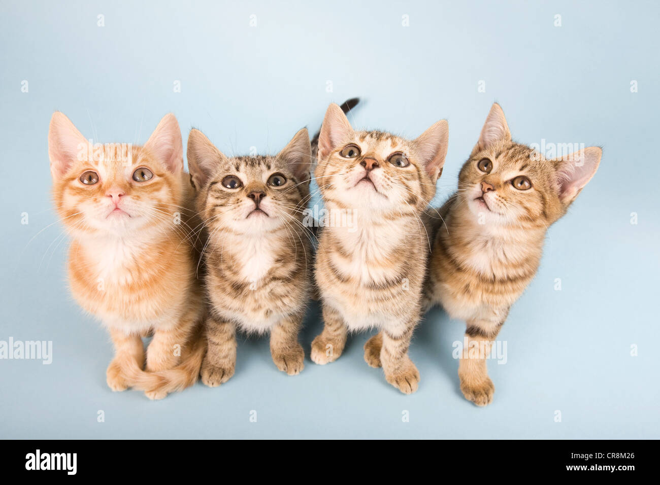 Vier Katzen nachschlagen Stockfoto