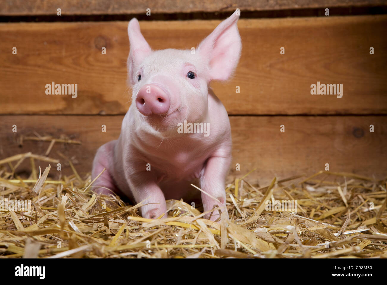 Schweinchen im Stroh Stockfoto