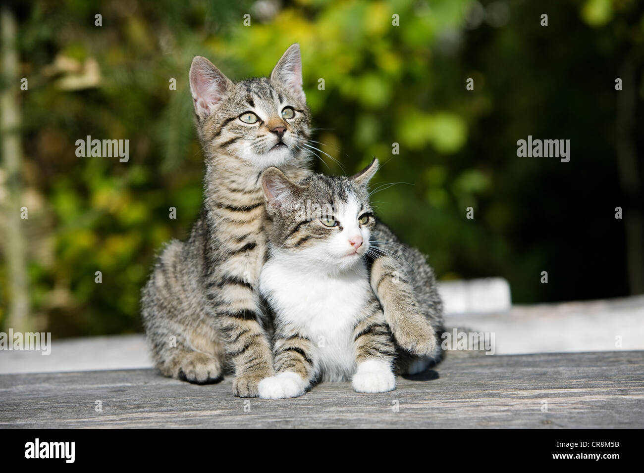 Zwei Katzen auf Zaun Stockfoto