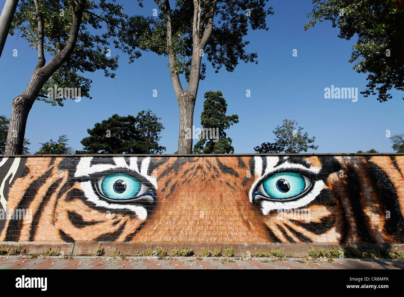 Bedrohlich Tiger Augen, Graffiti an der Wand des Kölner Zoo, Köln, Nordrhein-Westfalen, Deutschland, Europa Stockfoto