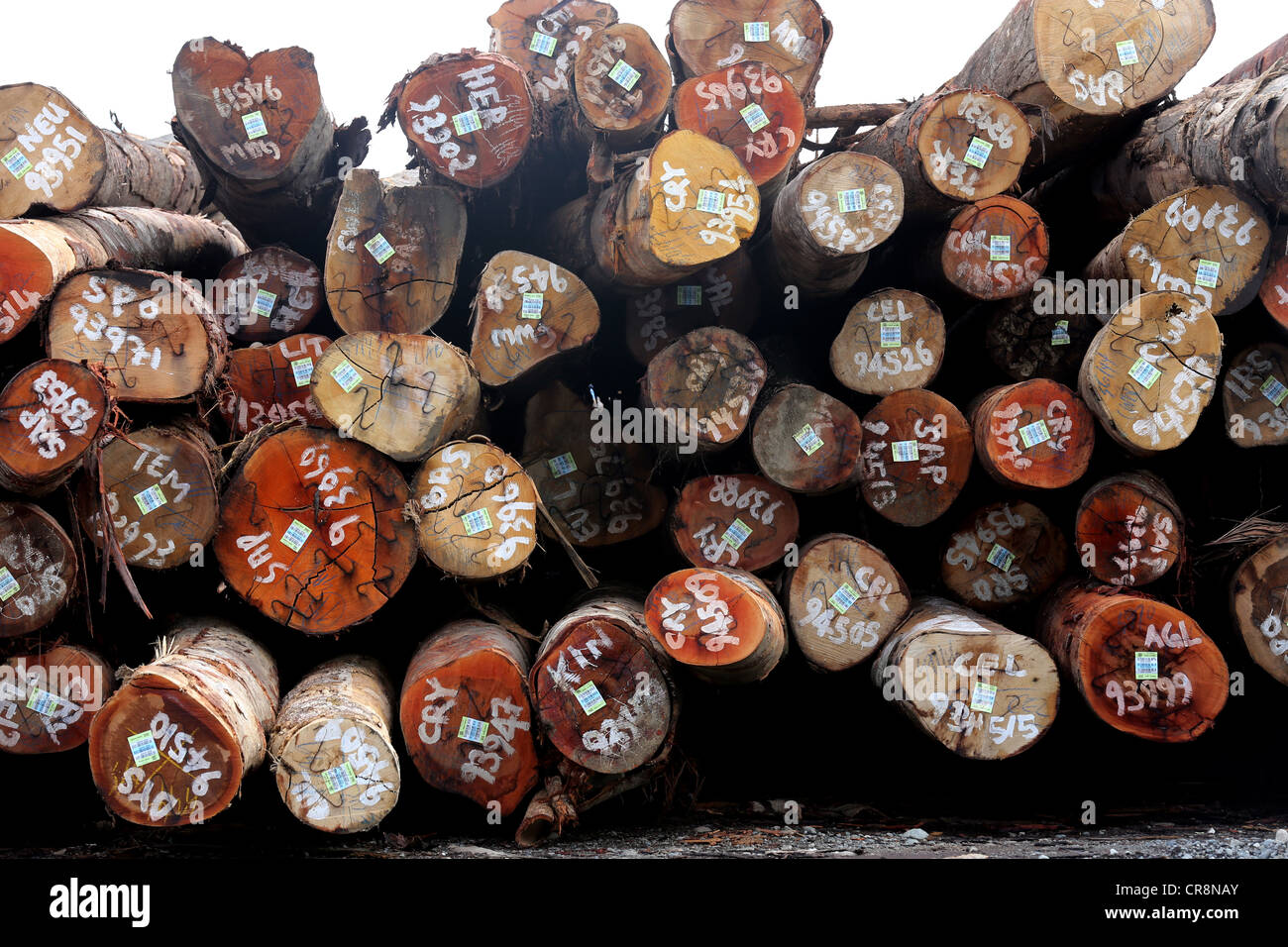 Baumstämme in den Logport Logpont Hölzer Rimbunan Hijau (PNG) Limitid in Garim, Madang, Papua New Guinea Stockfoto