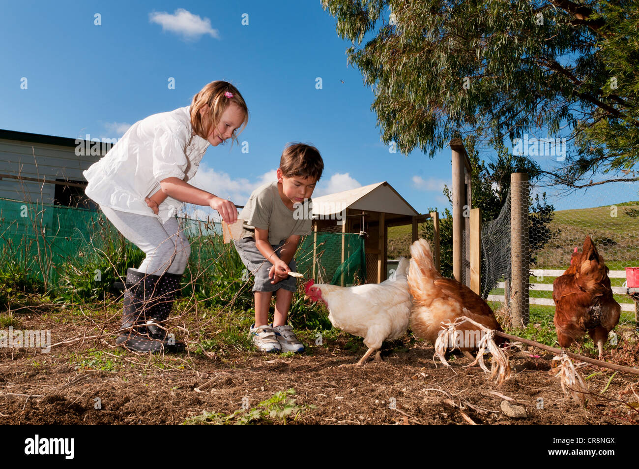 Kinder, die Hühner füttern Stockfoto