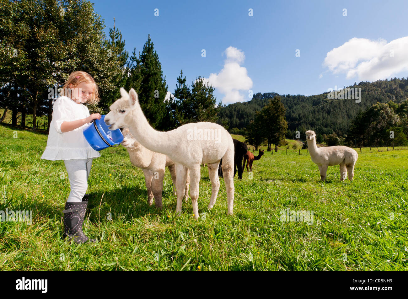 Mädchen, die Fütterung Alpakas im Feld Stockfoto