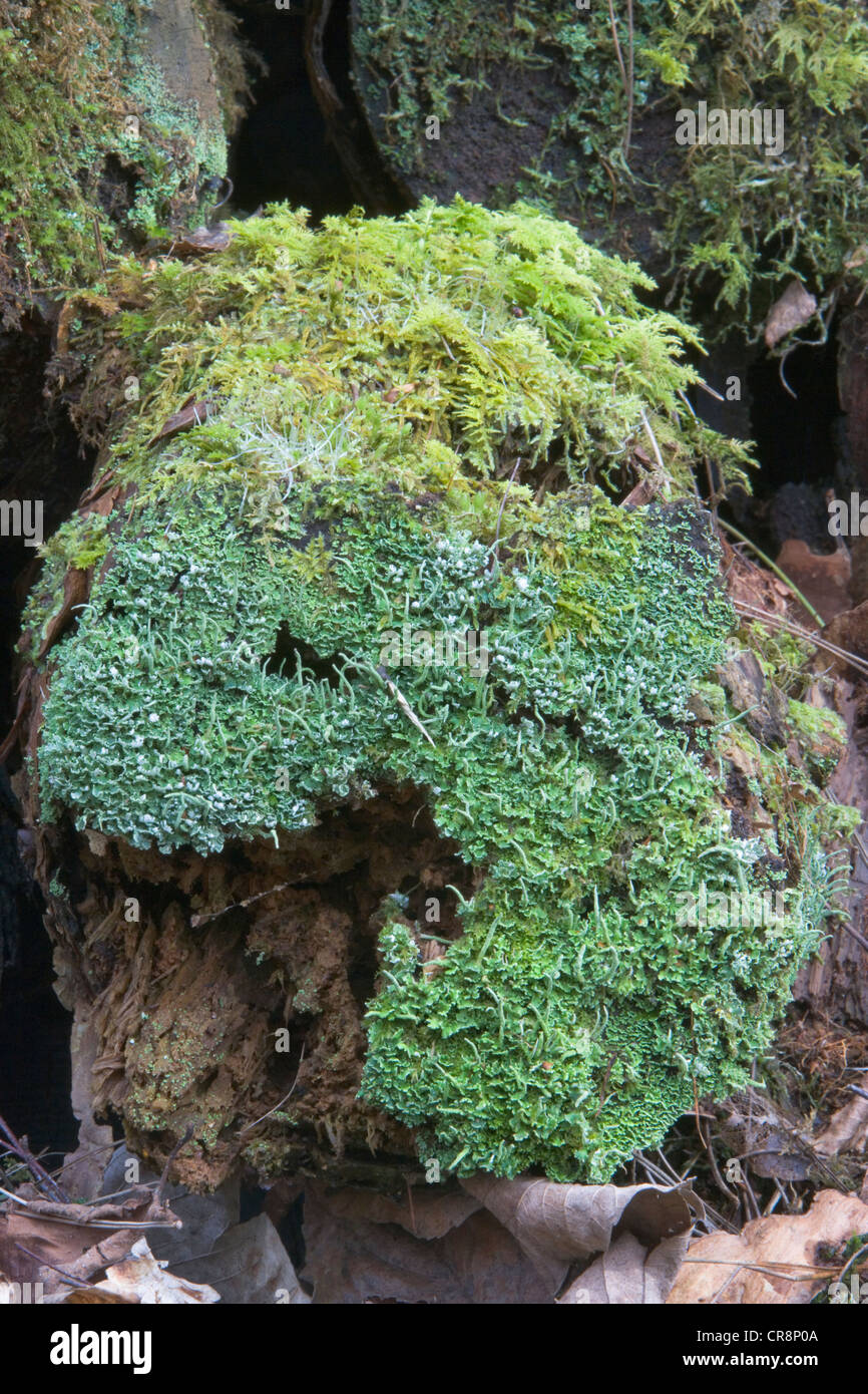 Moos bedeckt Log in Buchenholz. Oxfordshire, Vereinigtes Königreich. Stockfoto