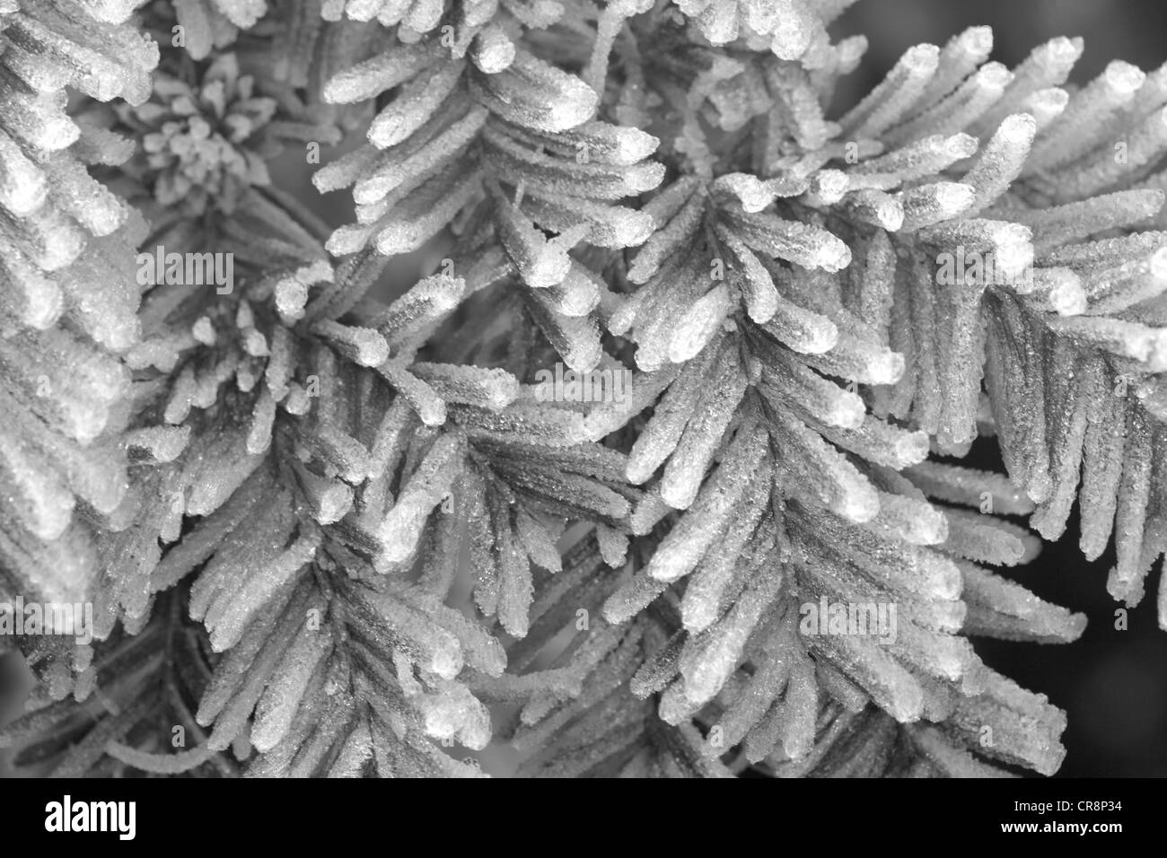 Rime Frost, gebildet durch das Einfrieren Nebel, hinterlegt Kiefer-Baum-Blätter. Berkshire, Vereinigtes Königreich. Stockfoto