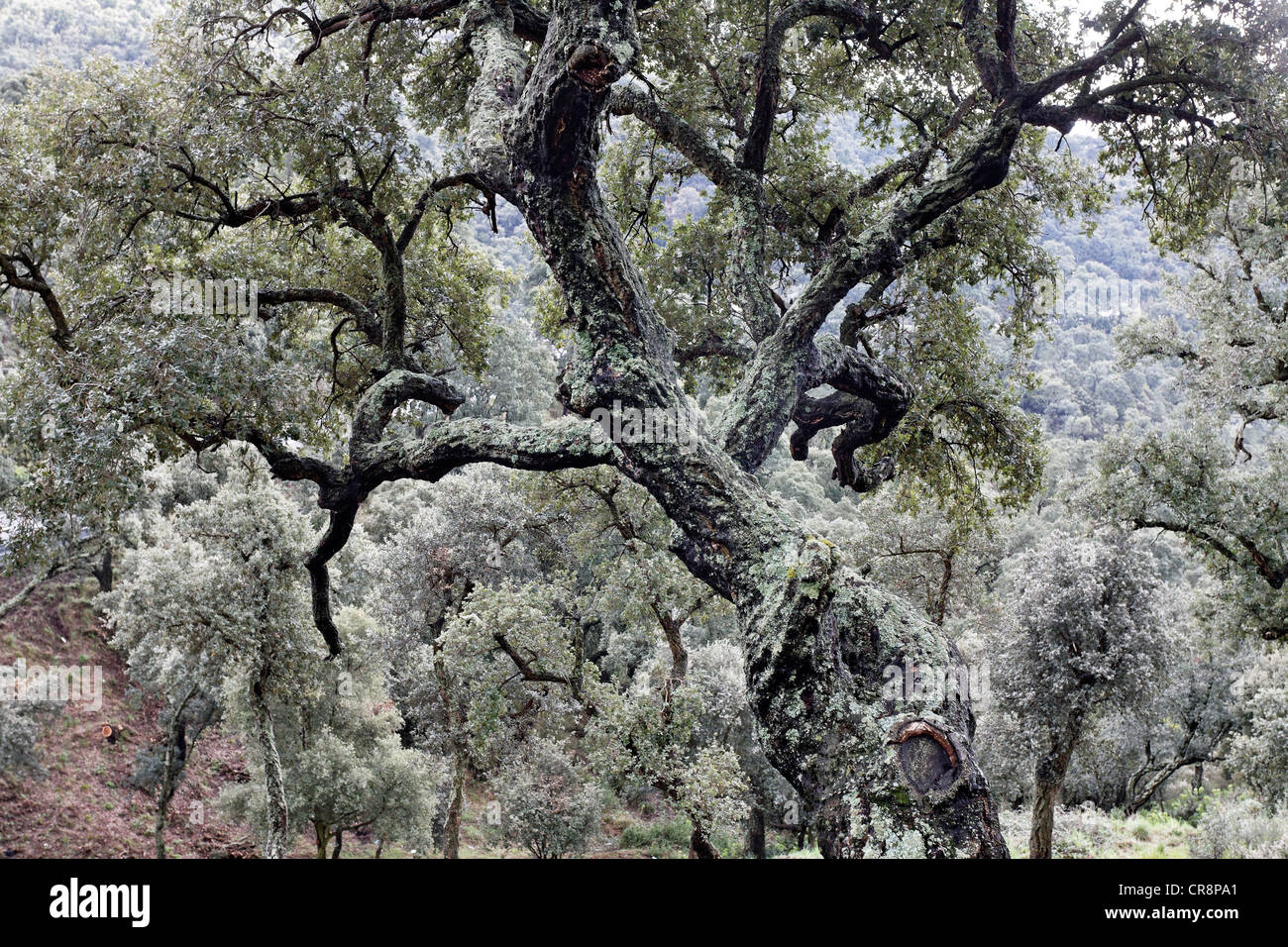 Holz Kork Eichen (Quercus Suber), Massif des Maures Bergkette, Region Provence-Alpes-Côte d ' Azur, Frankreich, Europa Stockfoto