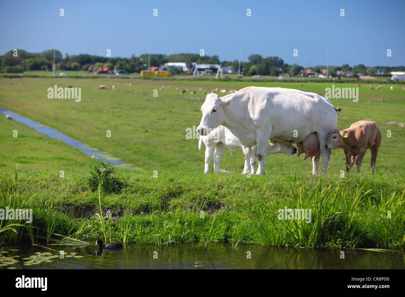 Niederlande, Südholland, Ackerland Weideland, die Landschaft von grüne Wiesen mit Kühen, 7 Monate alte Kälber Kuh Stockfoto