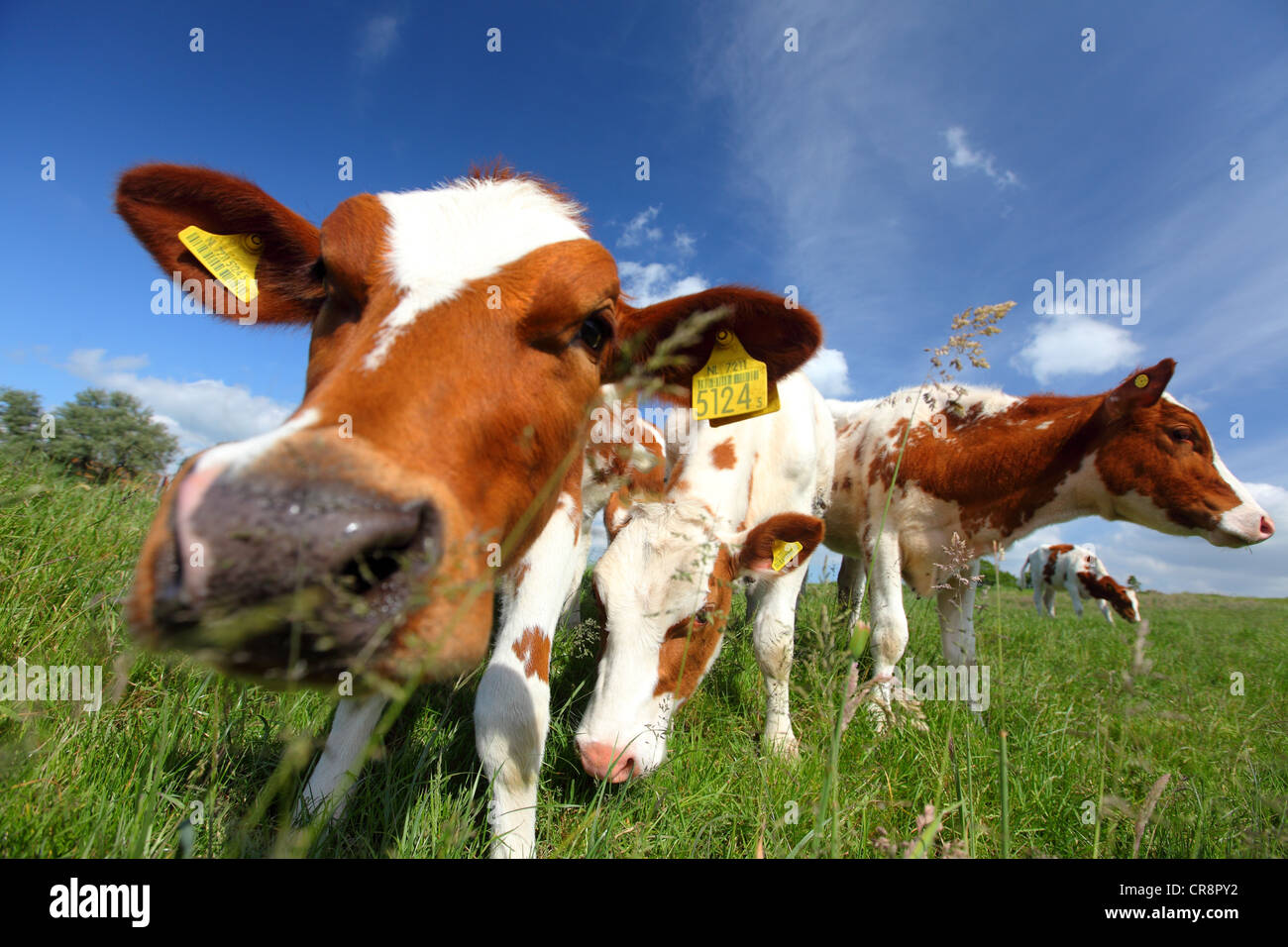 Niederlande, Südholland, Ackerland Weideland, die Landschaft von grüne Wiesen mit Kühen, 7 Monate alte Kälber Kuh Stockfoto