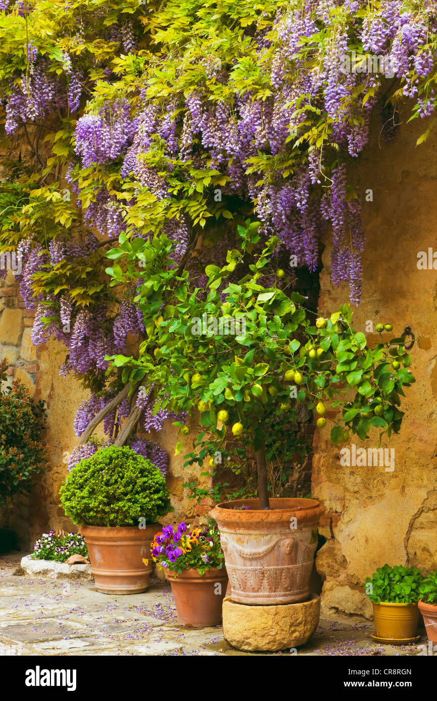 Chinesische Wisteria (Wisteria Sinensis) an einer Hauswand, Abbadia Sicille Trequanda, Toskana, Italien, Europa Stockfoto