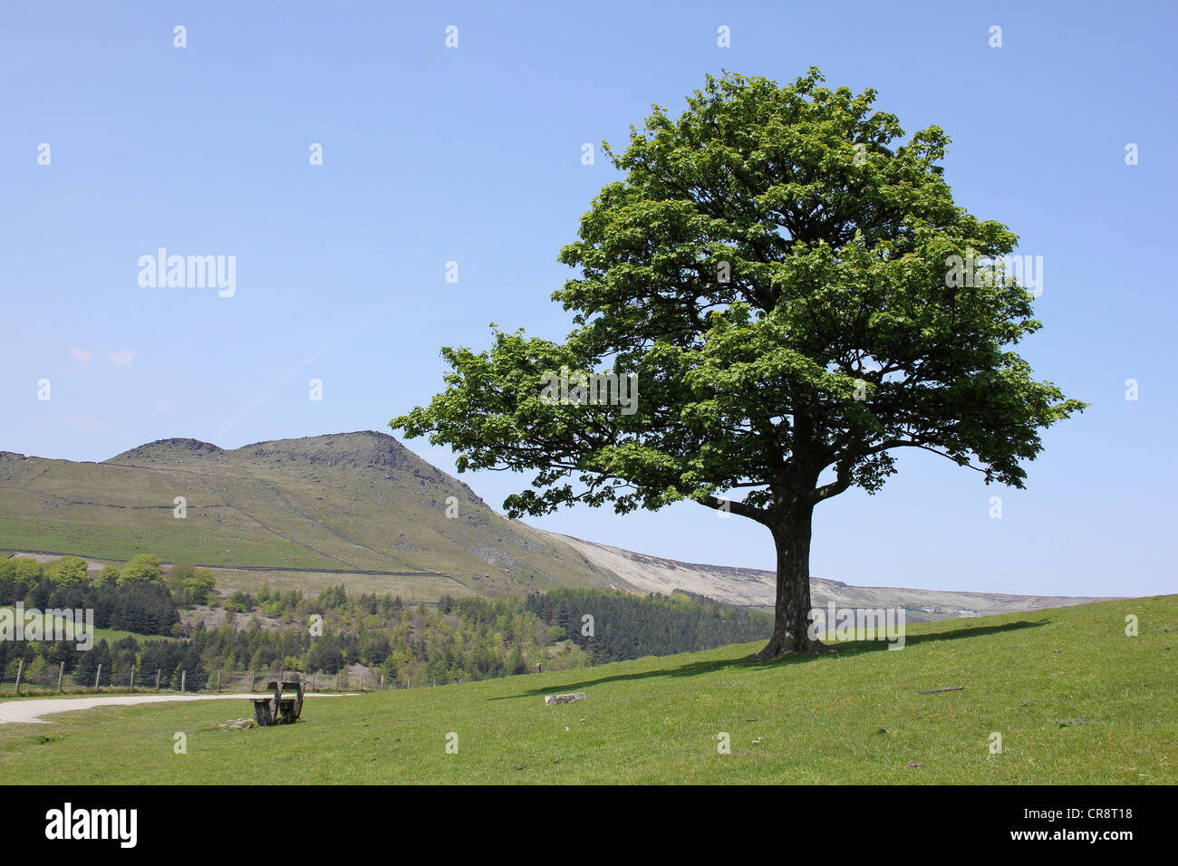 Einsamer Baum steht bei Dove Stein Reservoir, Peak District, UK Stockfoto