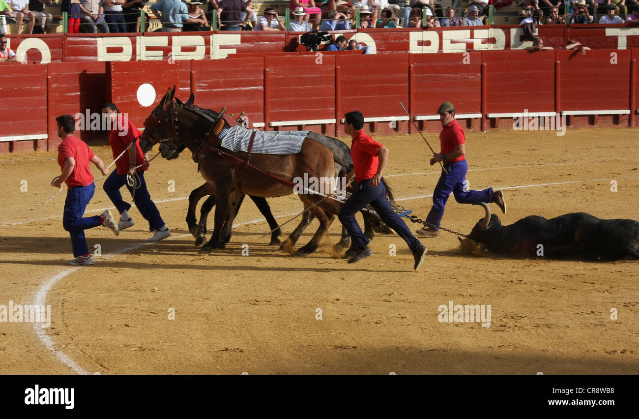 Stierkampf in Jerez in Spanien Stockfoto