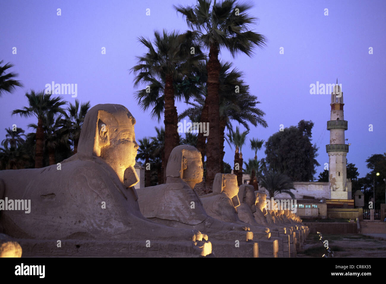 Sphinxe oder Sphinx Avenue, Luxor-Tempel, Luxor, Ägypten Stockfoto
