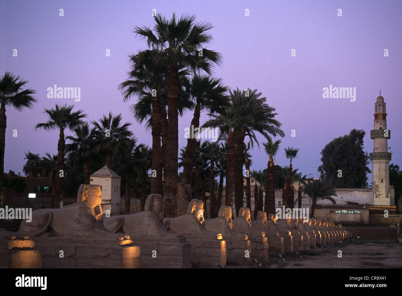 Sphinxe oder Sphinx Avenue, Luxor-Tempel, Luxor, Ägypten Stockfoto