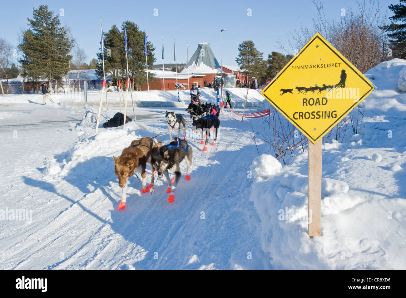 Melden Sie entlang des Weges in Karasjok, Finnmarksløpet, nördlichste Hundeschlittenrennen der Welt, Karasjok, Finnmark, Lappland, Norwegen Stockfoto