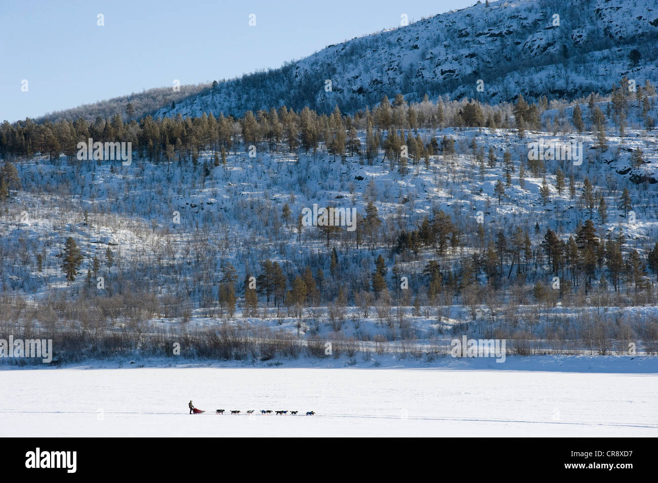 Schlittenhunde-Team auf einem zugefrorenen Fluss, Finnmarksløpet, nördlichste Schlittenhunderennen in der Welt, Finnmark, Lappland, Norwegen, Europa Stockfoto