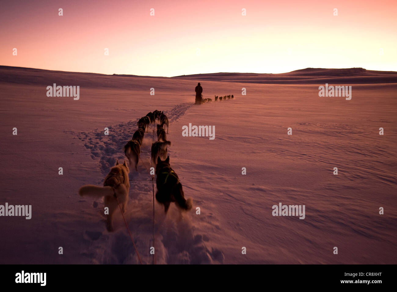 Schlittenhunde-Team, Alaskan Huskies vor dem Hintergrund der nicht aufgehenden Sonne während der Polarnacht Finnmarksvidda Hochebene, Finnmark Stockfoto