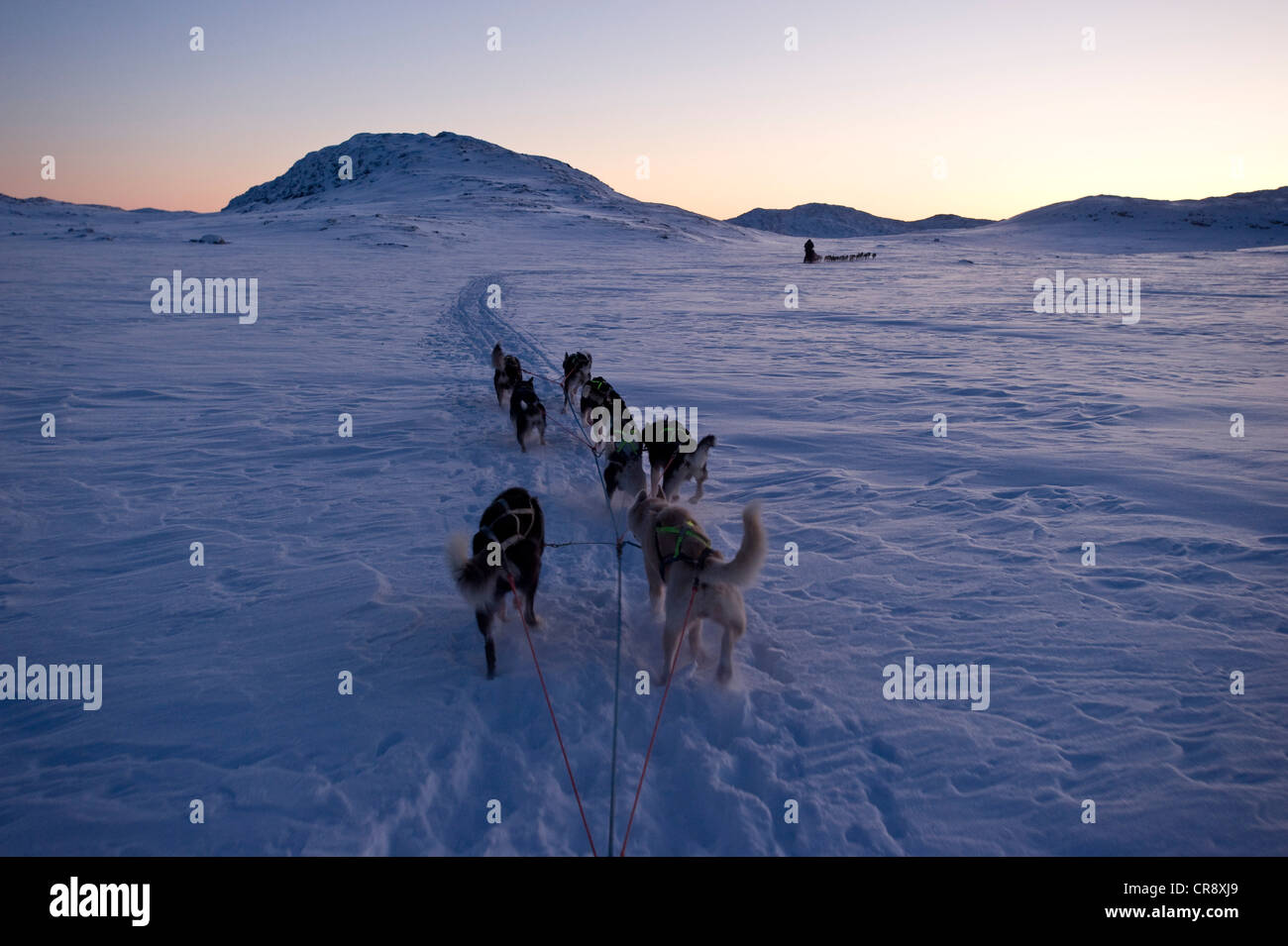 Schlittenhunde-Team, Alaskan Huskies beim täglichen Training für das Schlittenhunderennen Finnmarksløpet Alta, Finnmark, Lappland, Norwegen Stockfoto