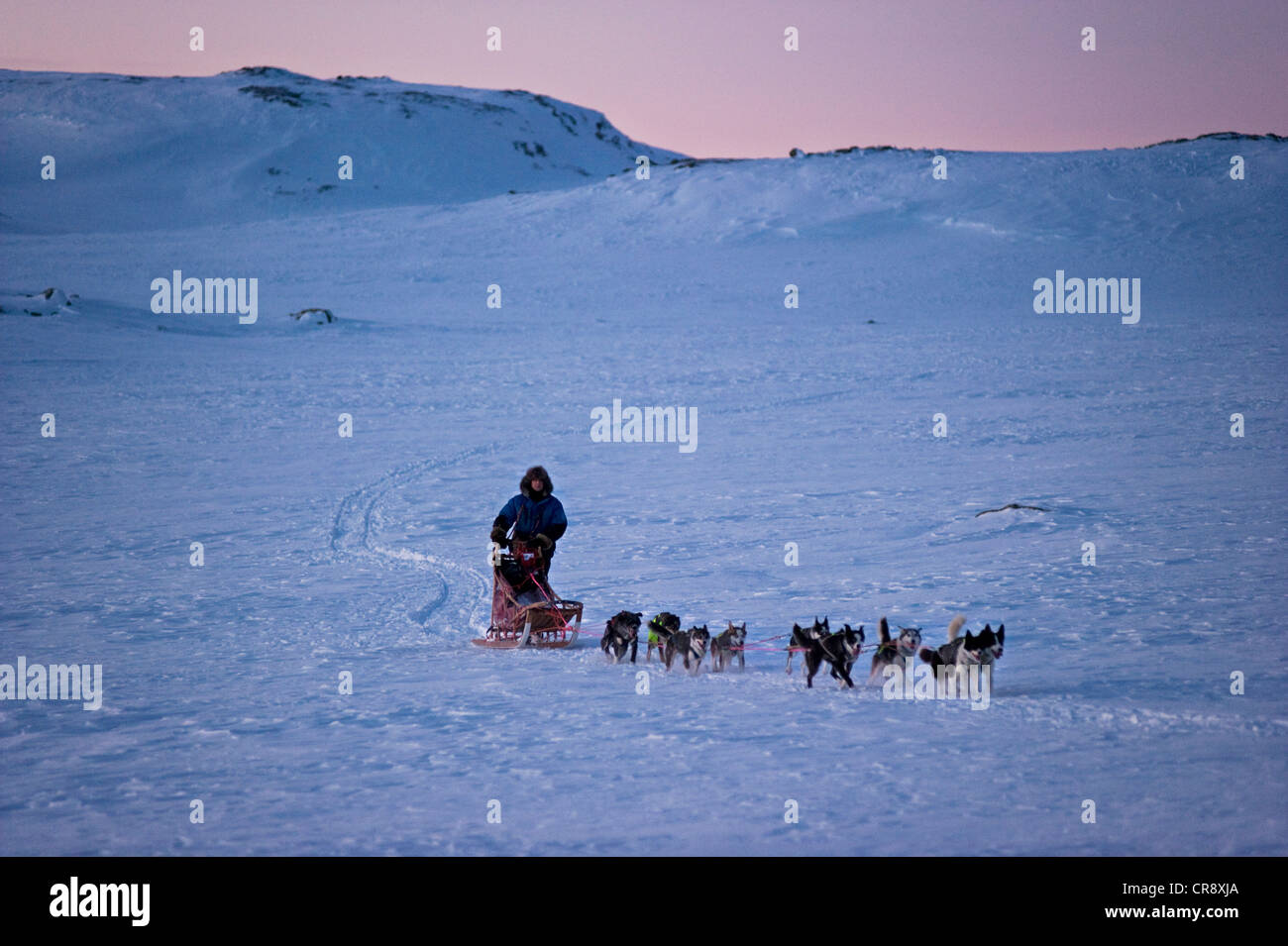 Schlittenhunde-Team, Alaskan Huskies auf Finnmarksvidda Hochebene während des Trainings für das Finnmarksløpet Schlittenhunderennen, Alta, Finnmark Stockfoto