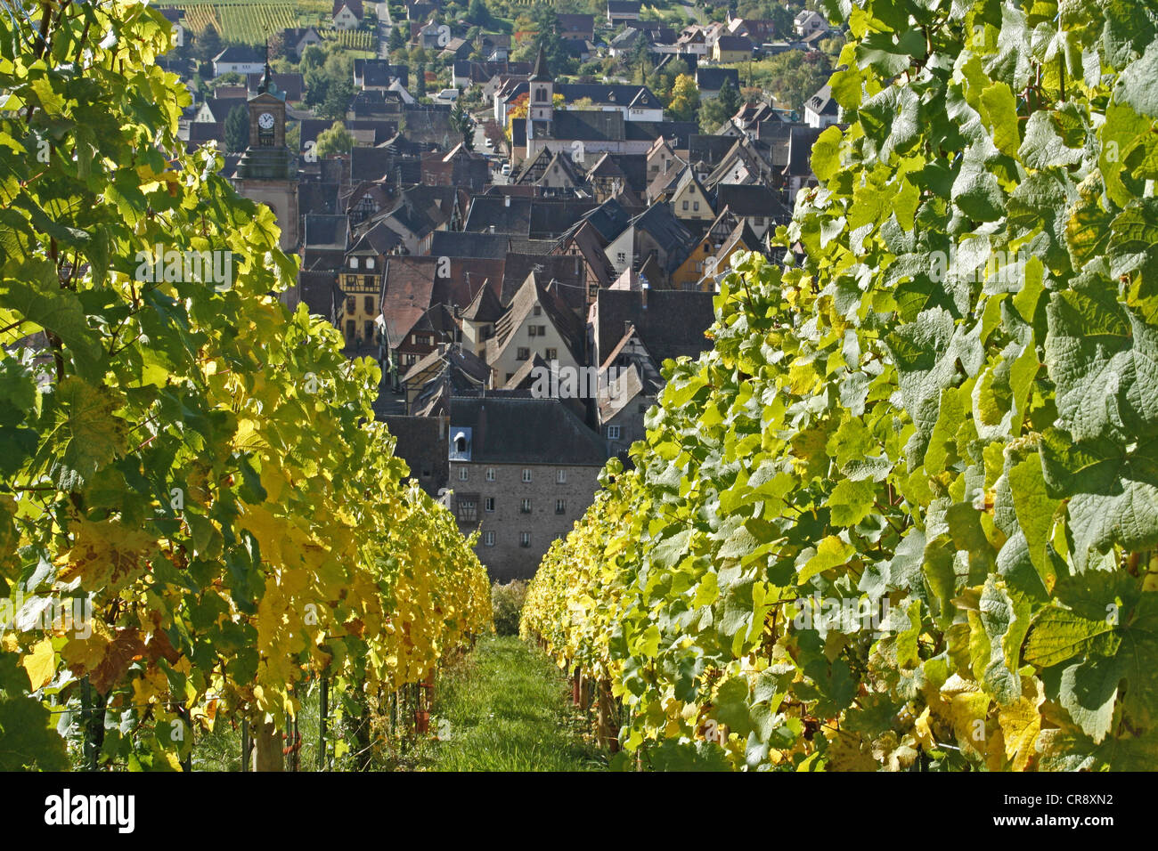 Weinberg, Riquewihr, Elsass Wein Route, Frankreich, Europa Stockfoto
