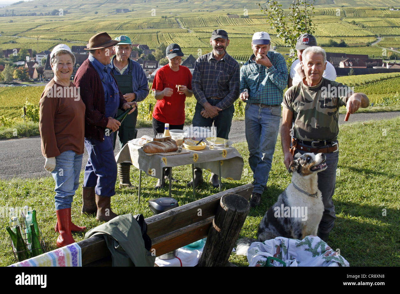 Weinlese, Weinberg, Arbeiter in der Mittagspause mit Hund, Riquewihr, Elsass Wein Route, Frankreich, Europa Stockfoto