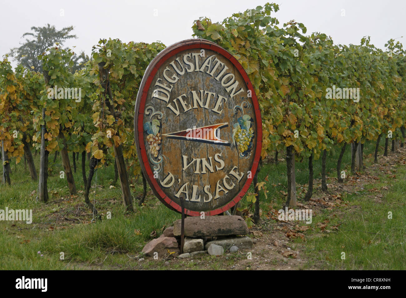Riquewihr Weinberg, Elsass Wein Route, Frankreich, Europa Stockfoto