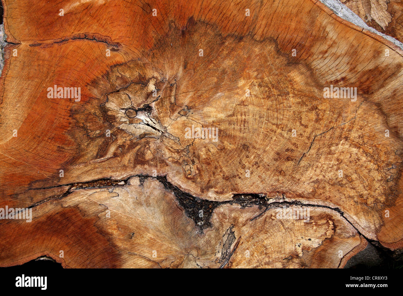 Baum zeigt Ringe geschnitten Stockfoto