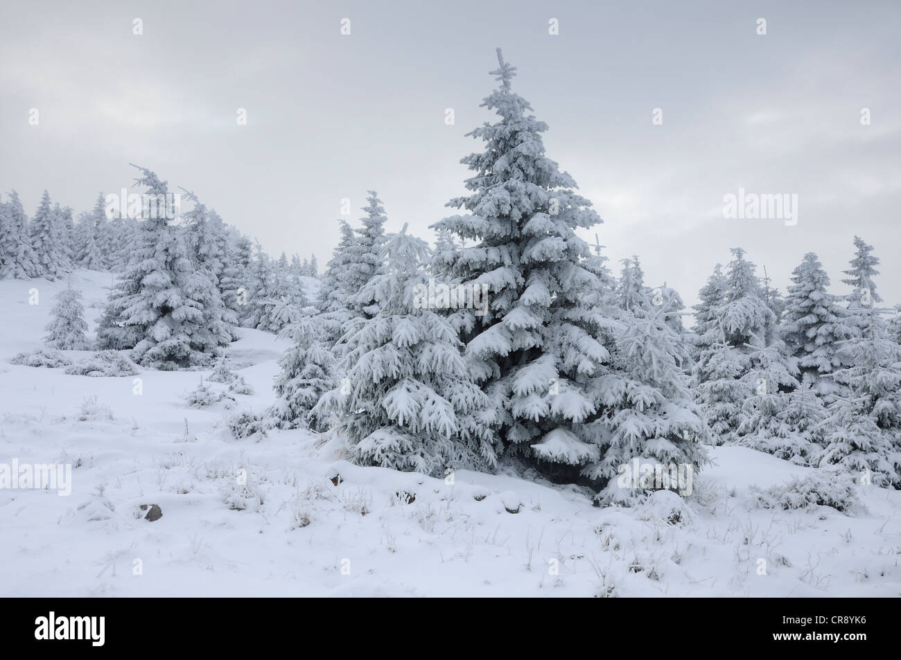 Winterlandschaft im Harz, Sachsen-Anhalt, Deutschland, Europa Stockfoto