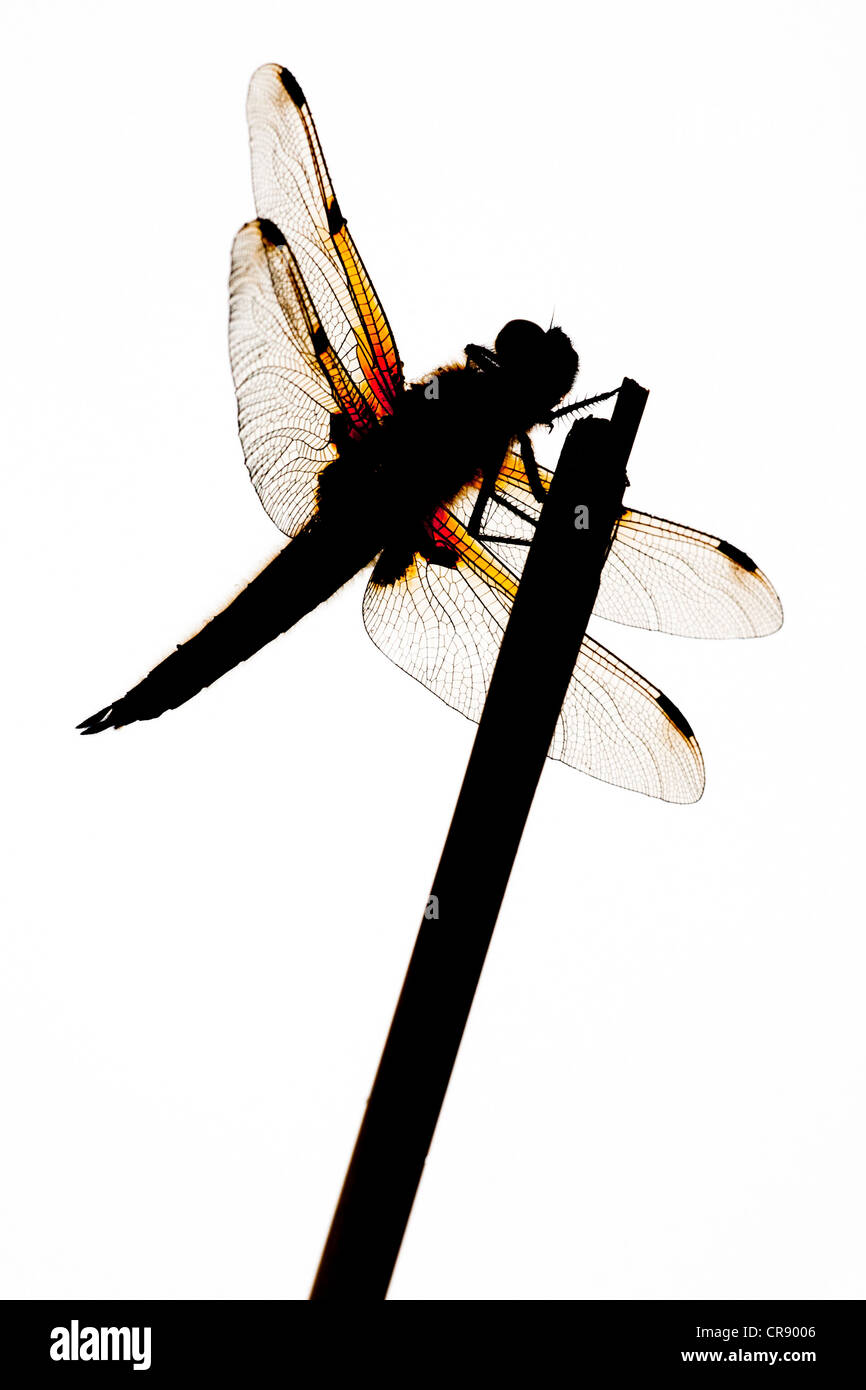 Vier spotted Chaser Libelle in der silhouette Stockfoto
